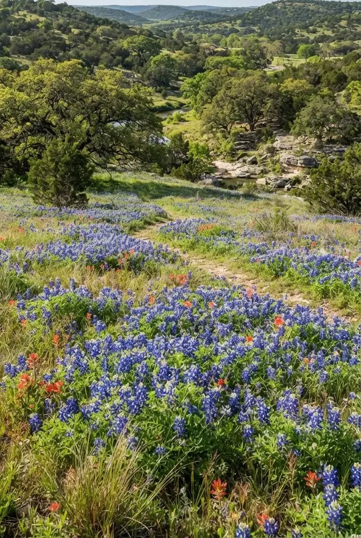 Wide panoramic vista of rolling virgin Texas Hill Country acreage at Pecan Creek with sweeping live oak canopy, limestone rocks, and native…